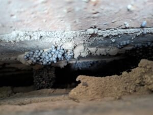 cavity